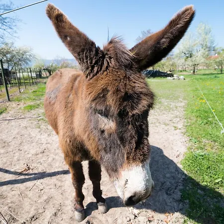 Au Pre Des Poulains Ostheim